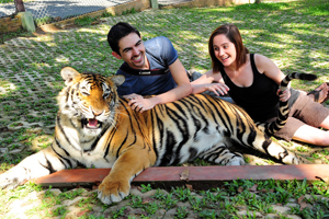 Теперь тигриный парк появится и на Пхукете
